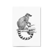 Possum Drawing Animal Wall Art