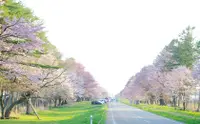 在飛比找KLOOK 客路優惠-北海道櫻花限定｜靜內櫻並木/札幌近郊樱花一日遊