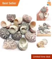 Set of 12 Vibrant Turbo Stripe Sea Shells (1-1.5 Inch) for Hermit Crab Habitats