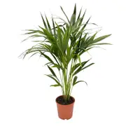 190mm Howea Kentia Palm - Howea forsteriana
