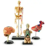 Human Body Anatomy Models Set Skeleton Heart Brain Medical School Educational Tv