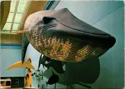 Postcard Hall Of Life In The Sea Blue Whale Model Smithsonian Institution