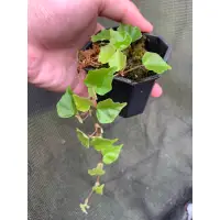 在飛比找蝦皮購物優惠-秋海棠Begonia sp.