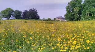 Castletownmoor Clinic & Permaculture Farm