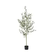 [Sleeping Giant] Olive Tree Grey Green - 55cm x 55cm x 170cm