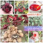 🧙‍園藝家🌱【等候】洛神花種子食用紅桃K種子玫瑰茄花草茶種子四季易種盆栽植物