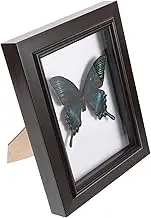 Cabilock Butterfly Specimen with Wooden Box Handmade Insect Specimen Decor Photo Prop
