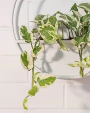 Snow Queen in Half Moon Planter
