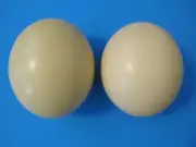 2 Large 16-17" OSTRICH Egg, Shiny Thick Shell, BlownOut, from the USA! Free Ship