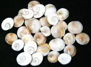 21 GOMTI CHAKRA NATURAL SACRED GEMSTONES OF GOMATI RIVER LORD KRISHNA RARE - F/S