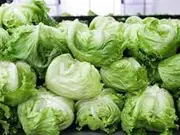 Lettuce Great Lakes - Iceberg 50 Seeds