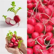 Radish - Cherry Belle seeds