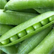 Pea (Shelling) - Princess seeds