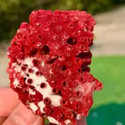 15G Natural Red coral reef Cluster Obean Mineral Crystal Specimen