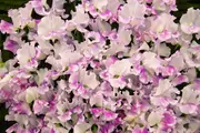 SWEET PEA 'Lavender Streamer' seeds