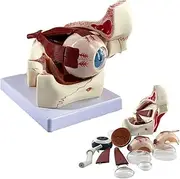 Human Anatomical Model, 3X Enlarged Human Eye Anatomical Model,Removable Eyeball Anatomy Model, Anatomically Eye Model Human Eye Anatomy for Medical Teaching Learning Tool
