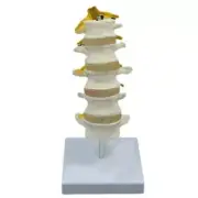 Anatomical Lumbar Spine Model Human Lumbar Vertebrae Model for Demonstrating