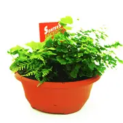 200mm Assorted Fern Dish - Filicales