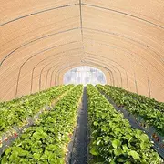 ZUNI 90% Sunblock Shade Cloth 1.83 x 30M Sunshade Sail, UV Protection Fade Tear and Rust Resistant, Heavy Duty Sun Shade for Plant Cover Patio Canopy Garden Pergola Greenhouse Car Barn Kennel, Beige