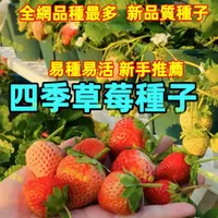 在飛比找蝦皮購物優惠-全網最多 稀缺草莓💎草莓種子💎最新品質種子 四季種植 四季結