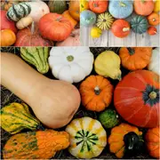 Pumpkin - Heirloom Mix seeds