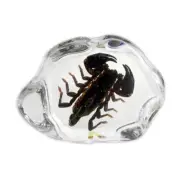 Real BLACK SCORPION Genuine INSECT Desktop Paperweight Lucite Paper Weight Gift