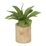 NEW Green Room Flocking Agave in Wooden Pot By Spotlight