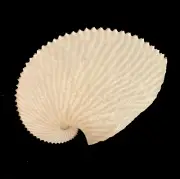 Sea shells Argonauta argo 130.6mm.Aquarium Decoration Products