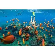 Save 14.99%! Snorkel & Swim with Turtles. Semi Private Tour to Buck Island & Honeymoon Beach