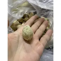 在飛比找蝦皮購物優惠-象腳樹 象腿樹 今年2024新鮮的種子，買10顆送1顆！