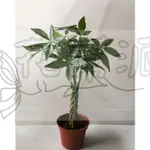 花幫派_喬木觀賞植物—馬拉巴栗(辮子狀)--屬錦葵科常綠植~小型發財樹/3吋