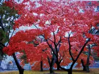在飛比找Yahoo奇摩拍賣-7-11運費0元優惠優惠-日本紅楓樹名字叫做紅星星2，光線充足的條件下全年葉子大部分都