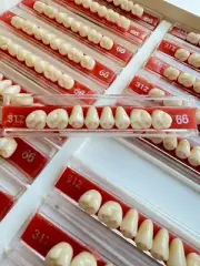 Acrylic Resin False Teeth Accutone Posterior Upper A2/66-31Z dentures box 160pcs