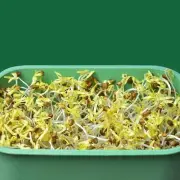 Seed Sprouts Tray Large Capacity Germination Sets for Home Kitchen Mung Bean