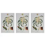 3x Maxwell & Williams Royal Botanic Garden Cotton Tea Towel Drying Cloth Wattle