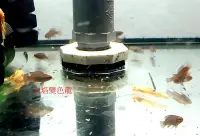 在飛比找Yahoo!奇摩拍賣優惠-~新鮮魚水族館~實體店面 小型觀賞魚 火焰變色龍 火燄變色龍