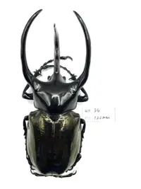 在飛比找露天拍賣優惠-Chalcosoma chiron janssensi.高卡