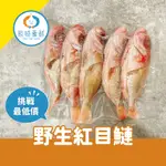 【辰時豪鮮】野生紅目鰱 海魚 / 冷凍魚 / 鱸魚 / 鯛魚 團購美食 / 水產批發 / 冷凍海鮮