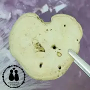 ❤❤❤ HEART SHAPED HAG STONE BEACH STONE HOLEY ADDER HAG STONE BEACH STONE #1510