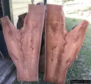 Buy Red Cedar Rainforest and Forestry Trees Australia (Toona ciliata)