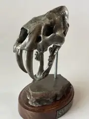 Smilodon Head Statue movable Jaw From The Primordial Profiles Collection