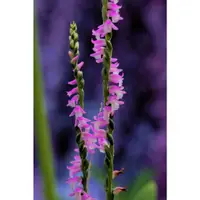 在飛比找蝦皮購物優惠-Spiranthes sinensis 綬草 瓶苗