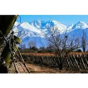 Save 18.00%! Live a unique experience in Mendoza wine and olive oil tasting
