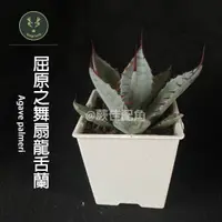 在飛比找蝦皮購物優惠-蕨佳配角 - 龍舌蘭『屈原之舞扇龍舌蘭』