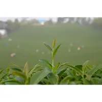 在飛比找蝦皮購物優惠-【永安茶業】杉林溪高山烏龍茶 春茶 四兩一包