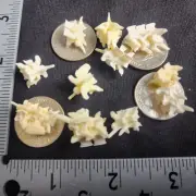 Western Diamondback Rattlesnake Snake Vertebrae Bone Strange FUSED ODD10