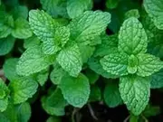 Mint Peppermint 100 Seeds
