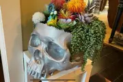 Giant Skull Planter Pet Bed Holder DIY Model Unpainted Unassembled