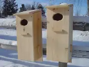 2-pack split door Wood duck nest box (white cedar)