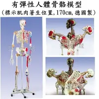 在飛比找Yahoo!奇摩拍賣優惠-益智城新館《教學人體模型/人體骨架/骨頭模型/人骨模型/骨模